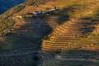Terraced vineyards in the Douro Valley of Portugal Art Print